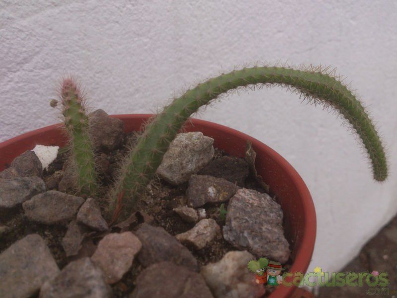 Una foto de Disocactus flagelliformis