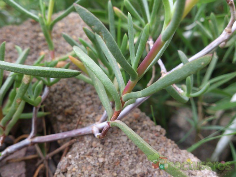 Una foto de Lampranthus spectabilis