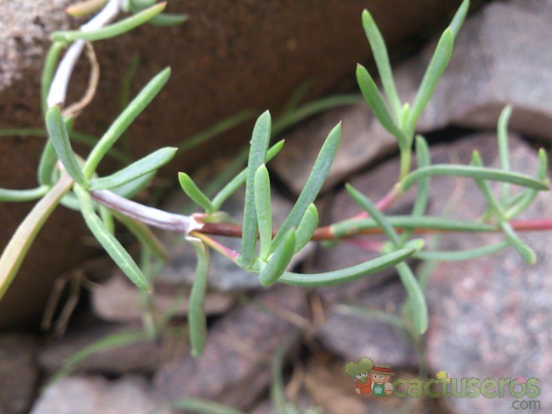 A photo of Lampranthus spectabilis