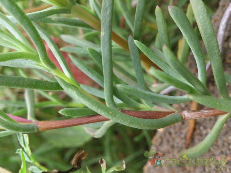A photo of Lampranthus spectabilis