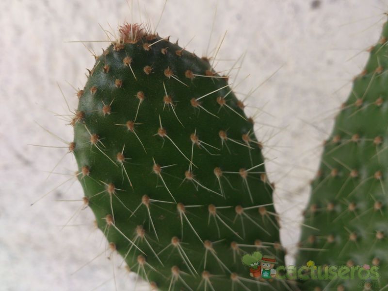 A photo of Opuntia polyacantha