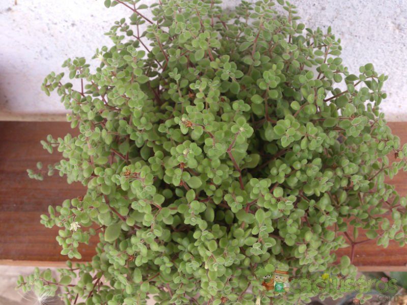 Una foto de Crassula expansa ssp. fragilis