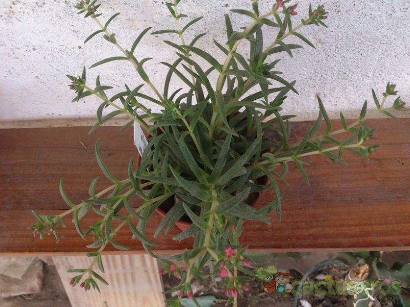 A photo of Crassula exilis ssp. schmidtii