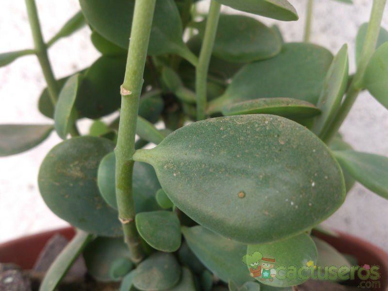 A photo of Kalanchoe rotundifolia