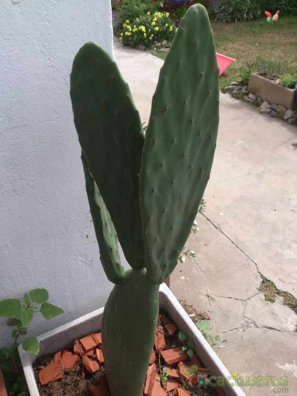 A photo of Opuntia ficus-indica