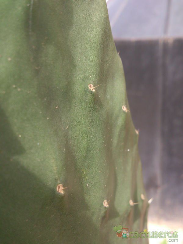 A photo of Opuntia ficus-indica