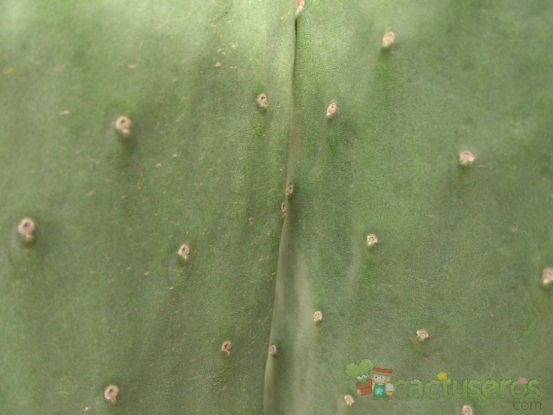 A photo of Opuntia ficus-indica