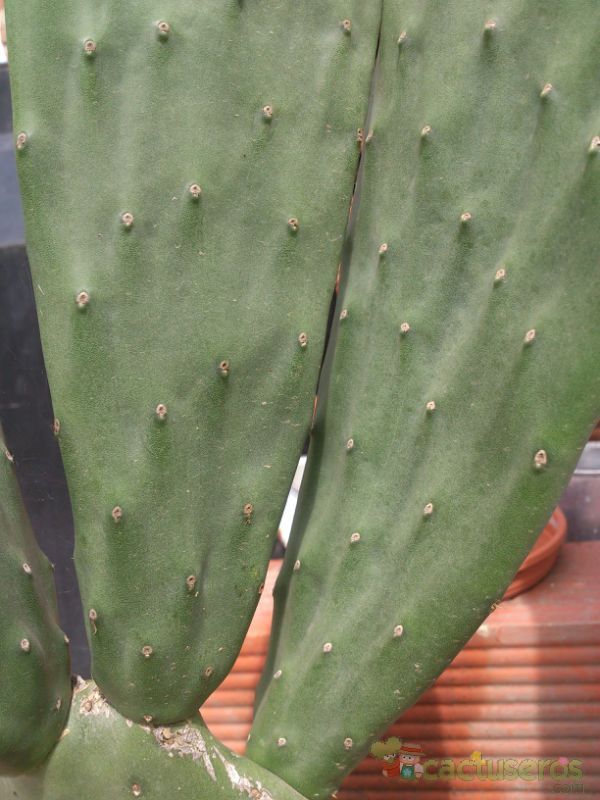 A photo of Opuntia ficus-indica