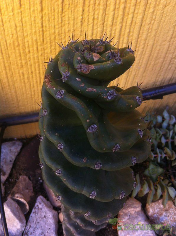 Una foto de Cereus forbesii f. spiraliforme