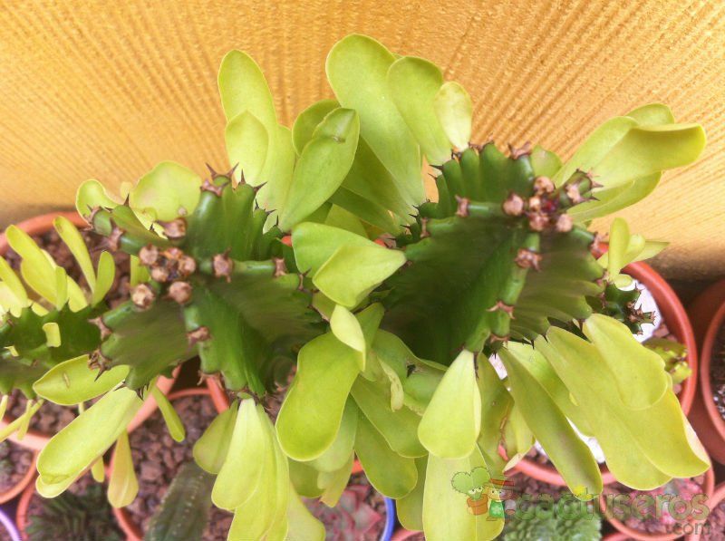 Una foto de Euphorbia ammak