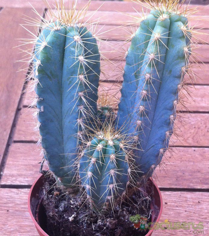 A photo of Pilosocereus azulensis