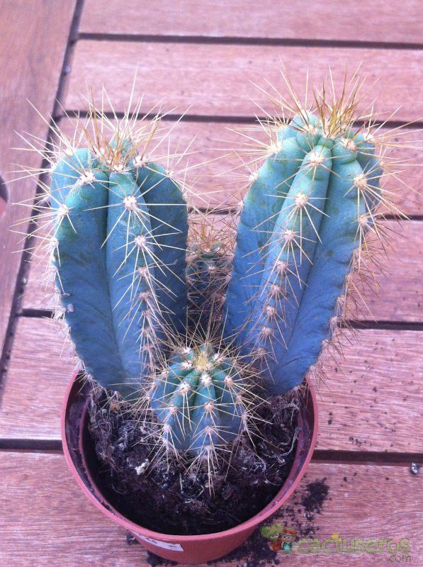 A photo of Pilosocereus azulensis