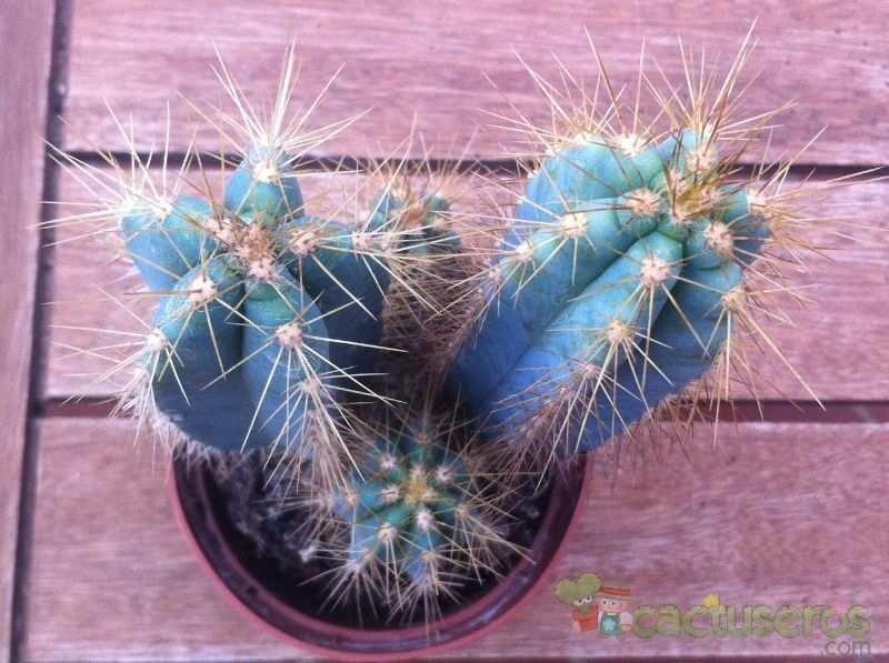 A photo of Pilosocereus azulensis