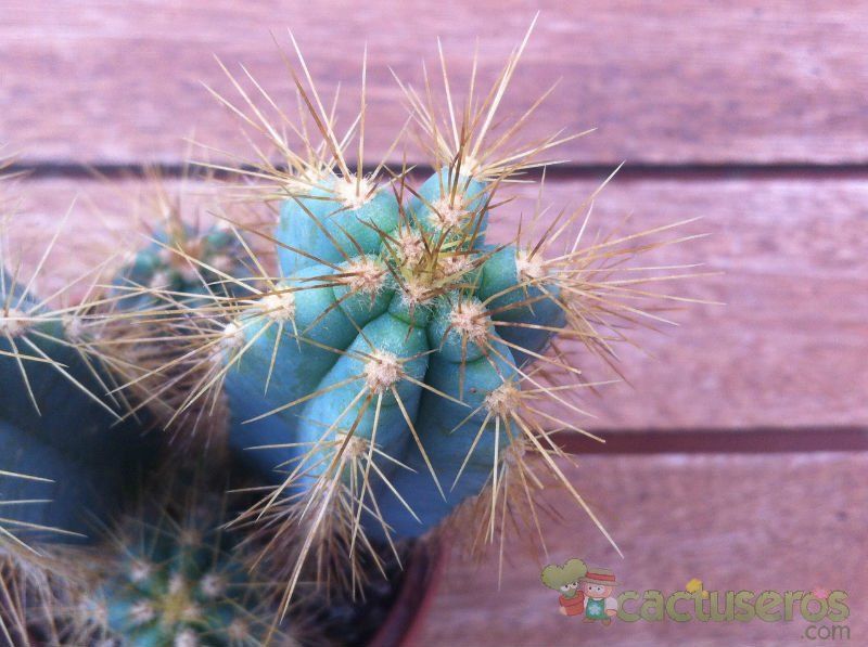 A photo of Pilosocereus azulensis