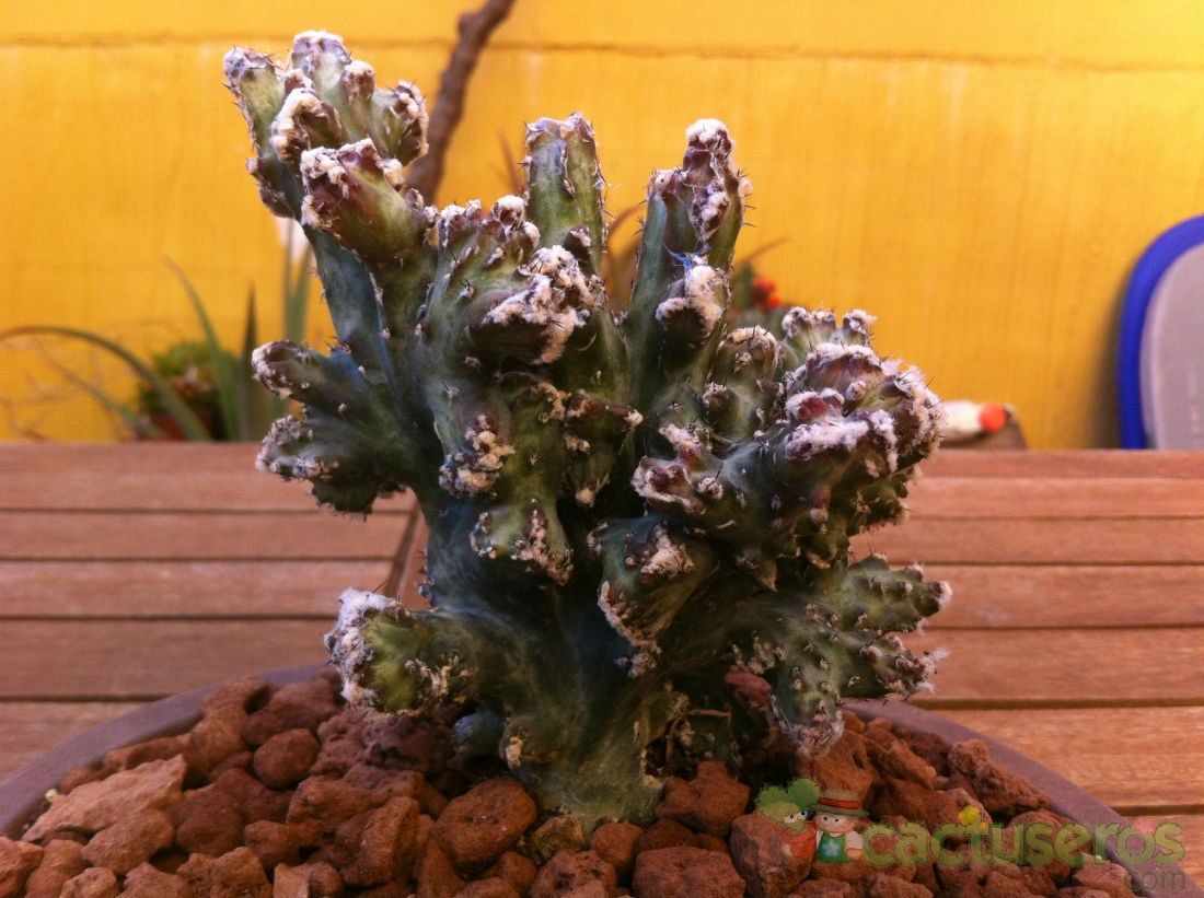 Una foto de Cereus spegazzinii fma. crestada