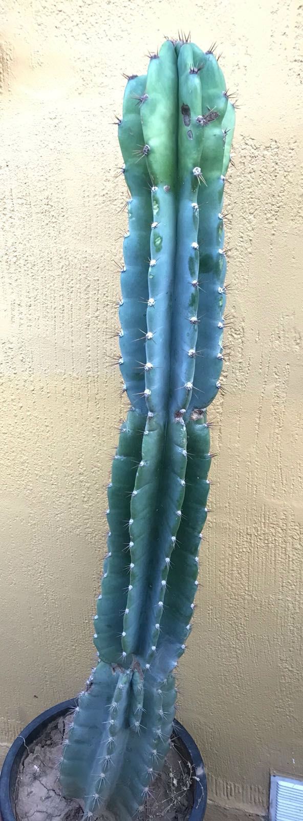 Foto de un cactus que se está identificando actualmente