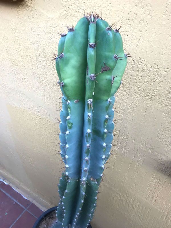 Foto de un cactus que se está identificando actualmente