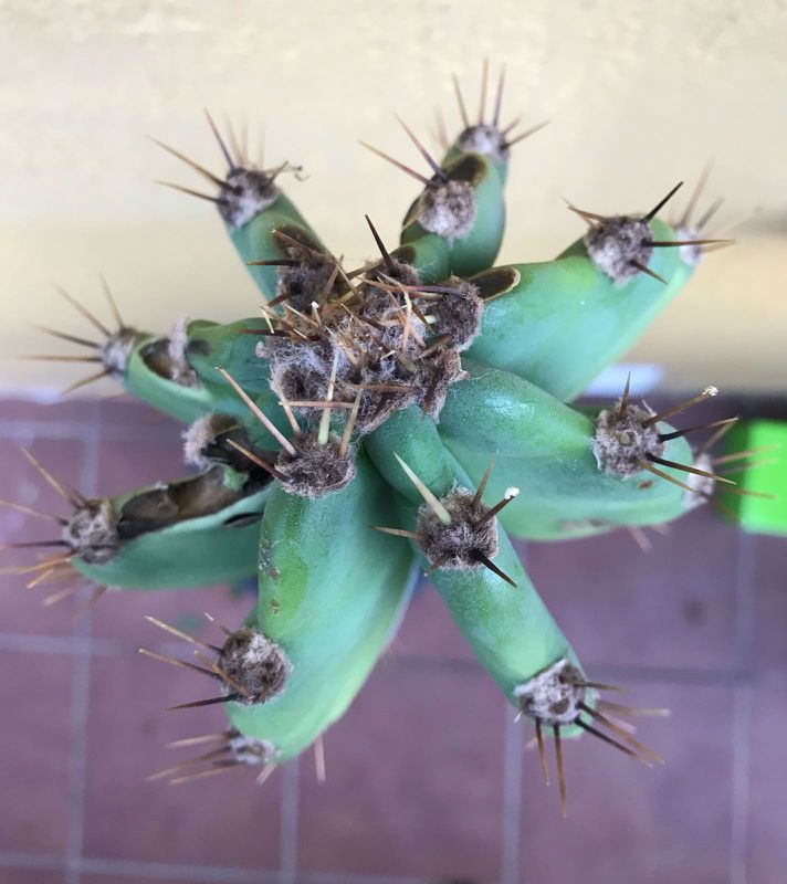 Foto de un cactus que se está identificando actualmente