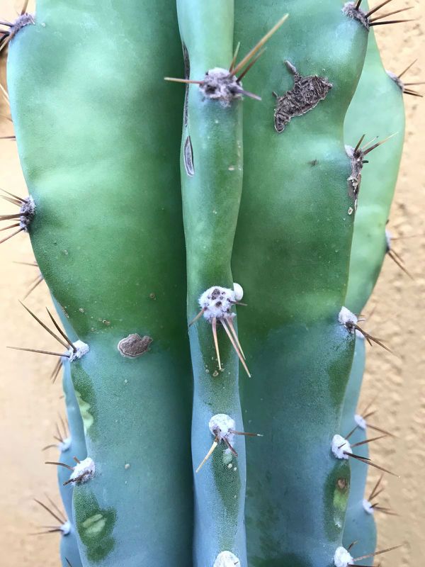 Foto de un cactus que se está identificando actualmente