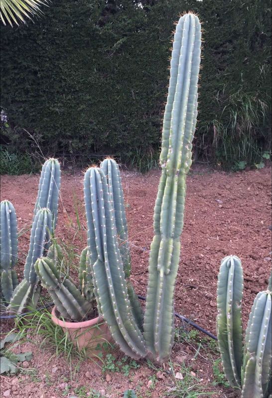 Foto de un cactus que se está identificando actualmente