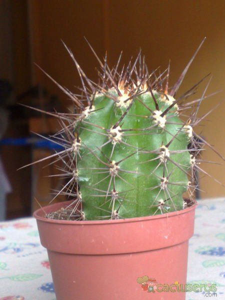 A photo of Carnegiea gigantea