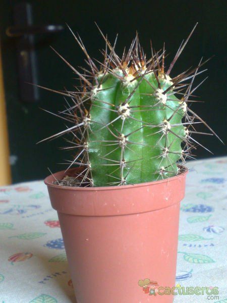 A photo of Carnegiea gigantea