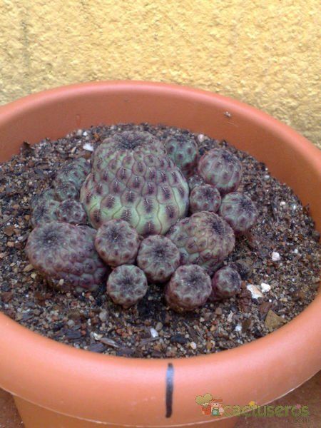 A photo of Sulcorebutia tarabucoensis ssp. rauschii 