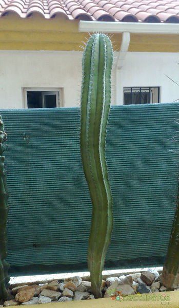 A photo of Stenocereus griseus