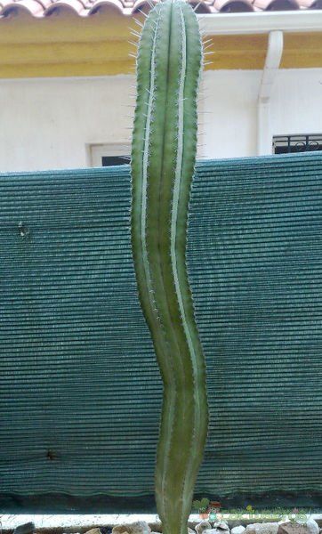 A photo of Stenocereus griseus