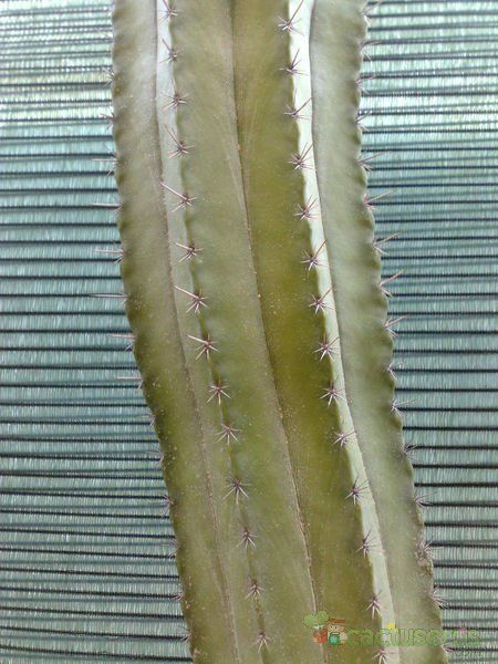 A photo of Stenocereus griseus