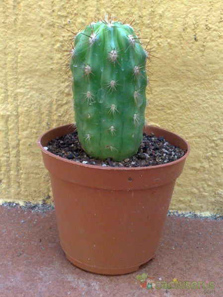 A photo of Oreocereus celsianus