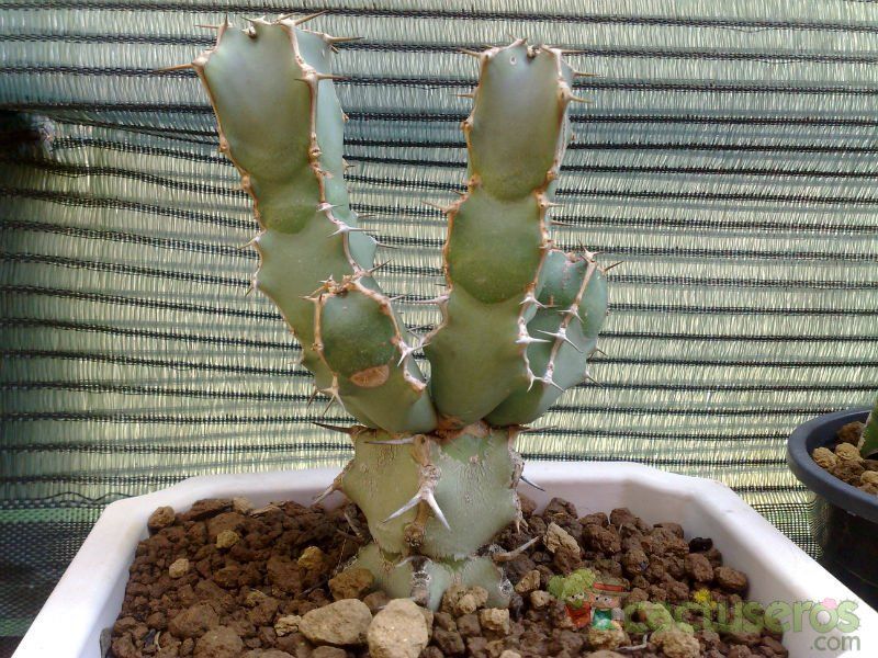 A photo of Euphorbia caerulescens