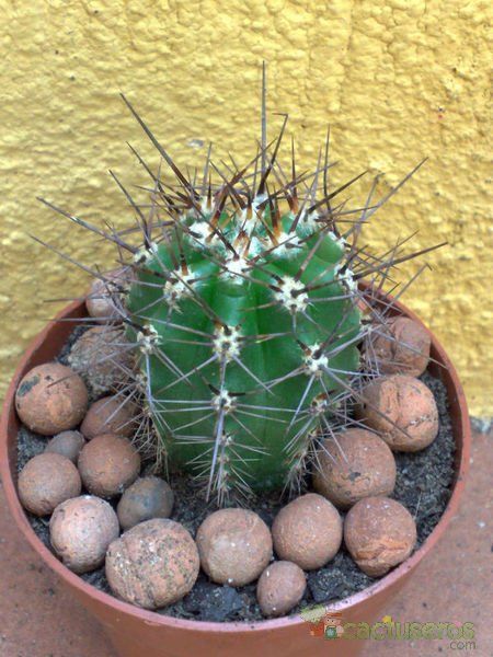 A photo of Carnegiea gigantea