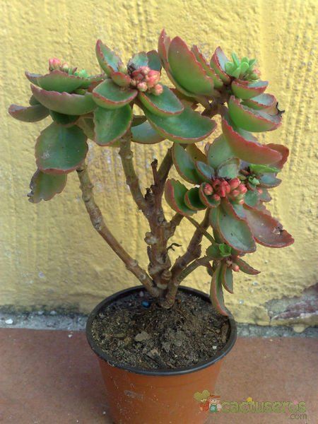 Una foto de Kalanchoe blossfeldiana