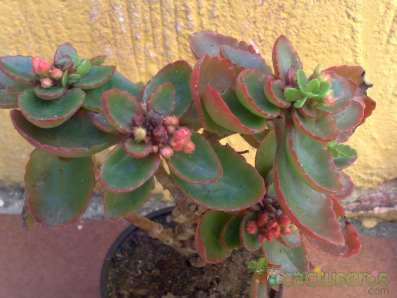 Una foto de Kalanchoe blossfeldiana