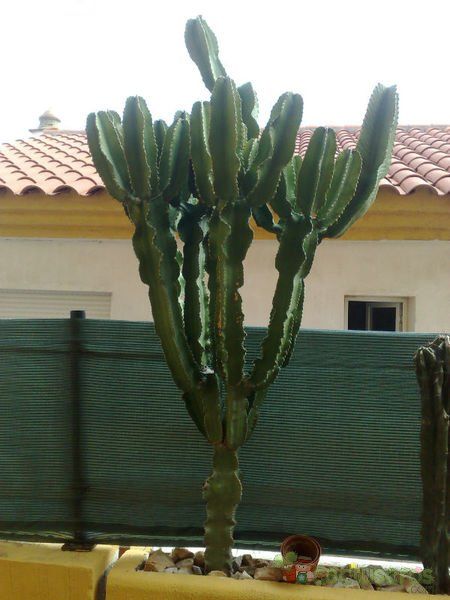 Una foto de Euphorbia candelabrum