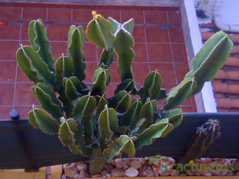 Una foto de Euphorbia candelabrum
