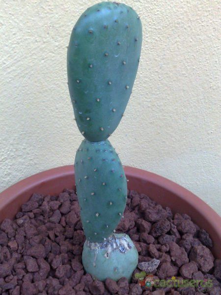 Una foto de Opuntia aurea