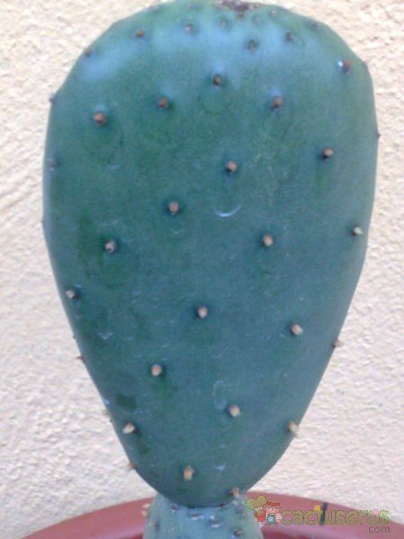 Una foto de Opuntia aurea
