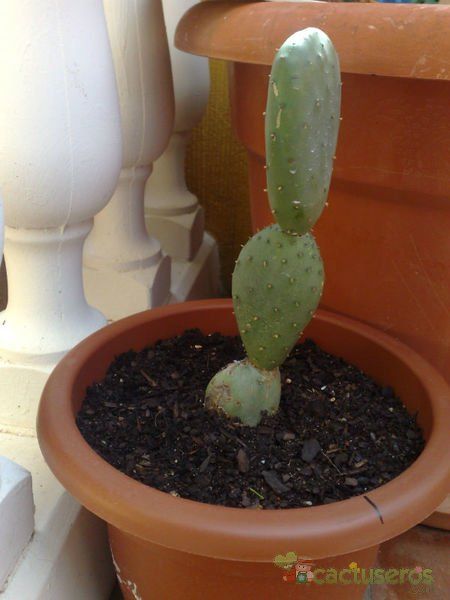 Una foto de Opuntia aurea