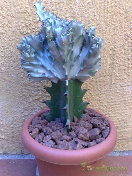 Una foto de Euphorbia lactea fma. crestada variegada