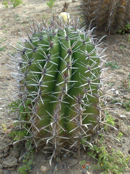 A photo of Ferocactus peninsulae var. santa-maria