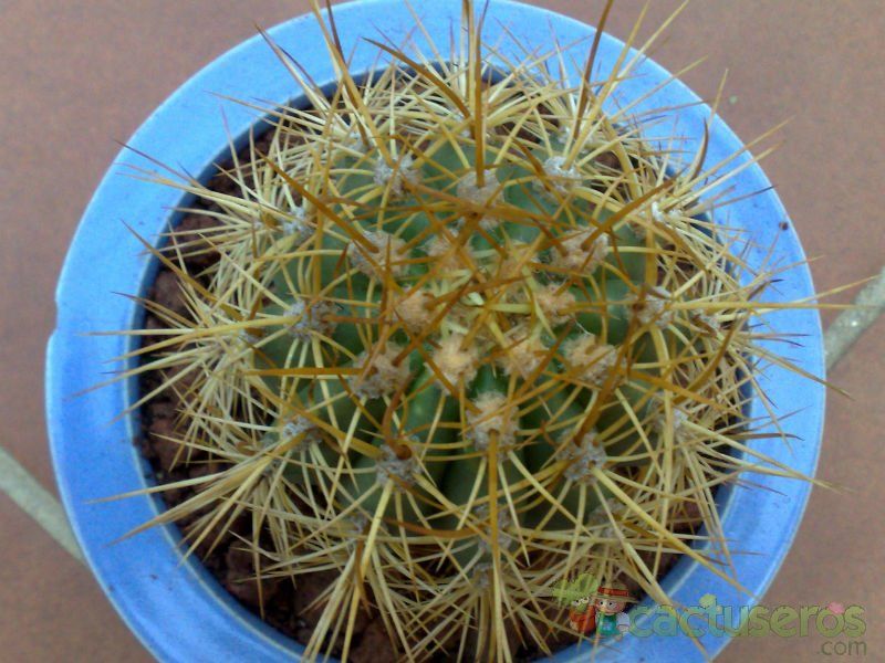 A photo of Echinopsis atacamensis