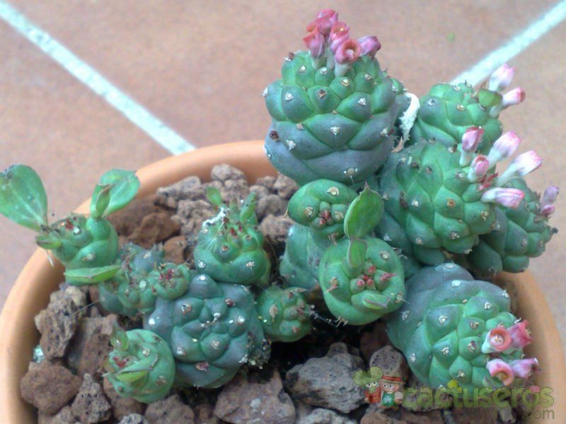 A photo of Euphorbia ritchiei subsp. nyambensis