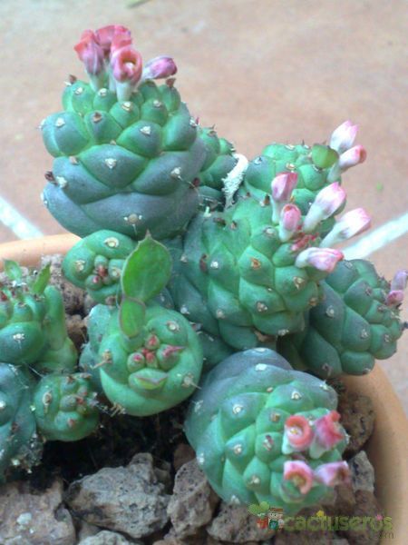 A photo of Euphorbia ritchiei subsp. nyambensis