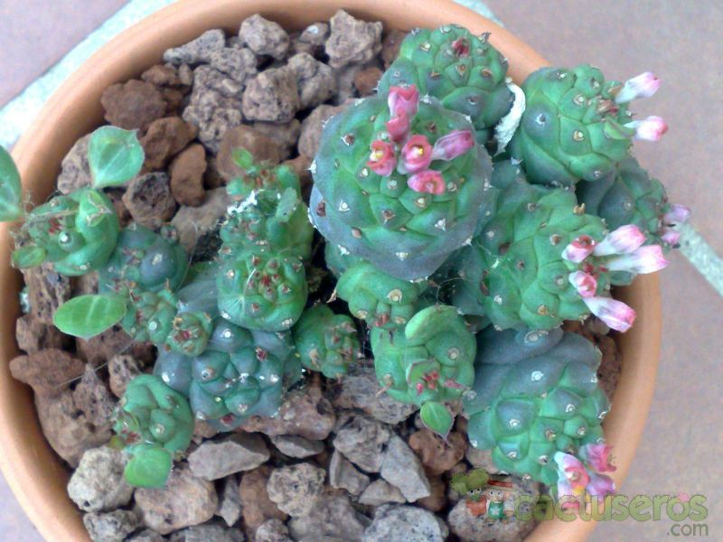 A photo of Euphorbia ritchiei subsp. nyambensis