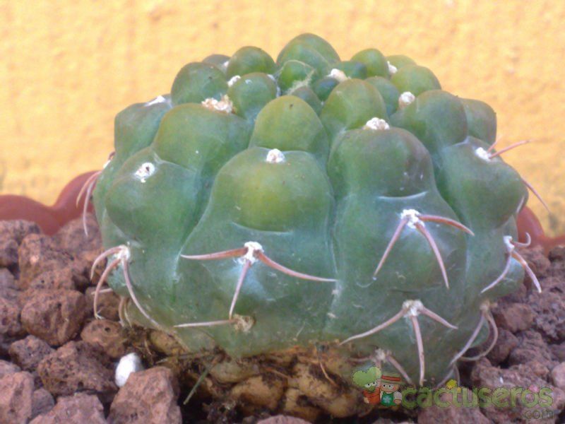 A photo of Gymnocalycium bayrianum