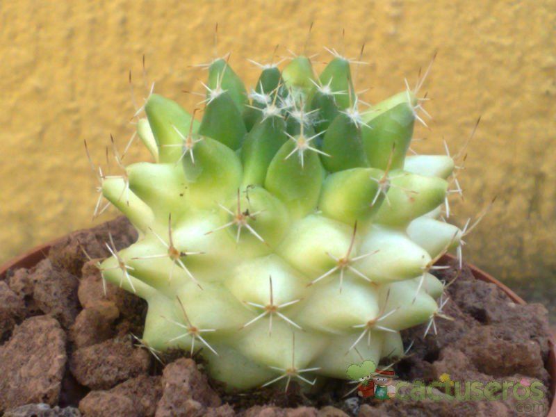 A photo of Mammillaria bocensis