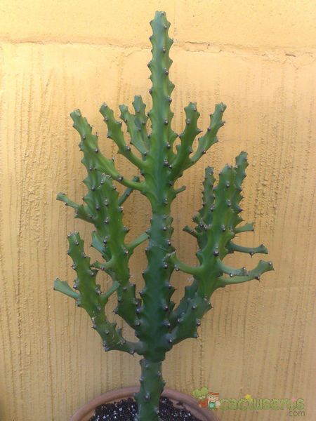 Una foto de Euphorbia mayuranathanii  