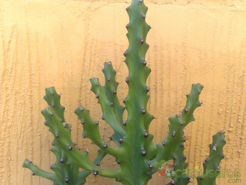 A photo of Euphorbia mayuranathanii  